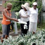 Gardens, gardens everywhere: KC nonprofit helps metro area grow produce