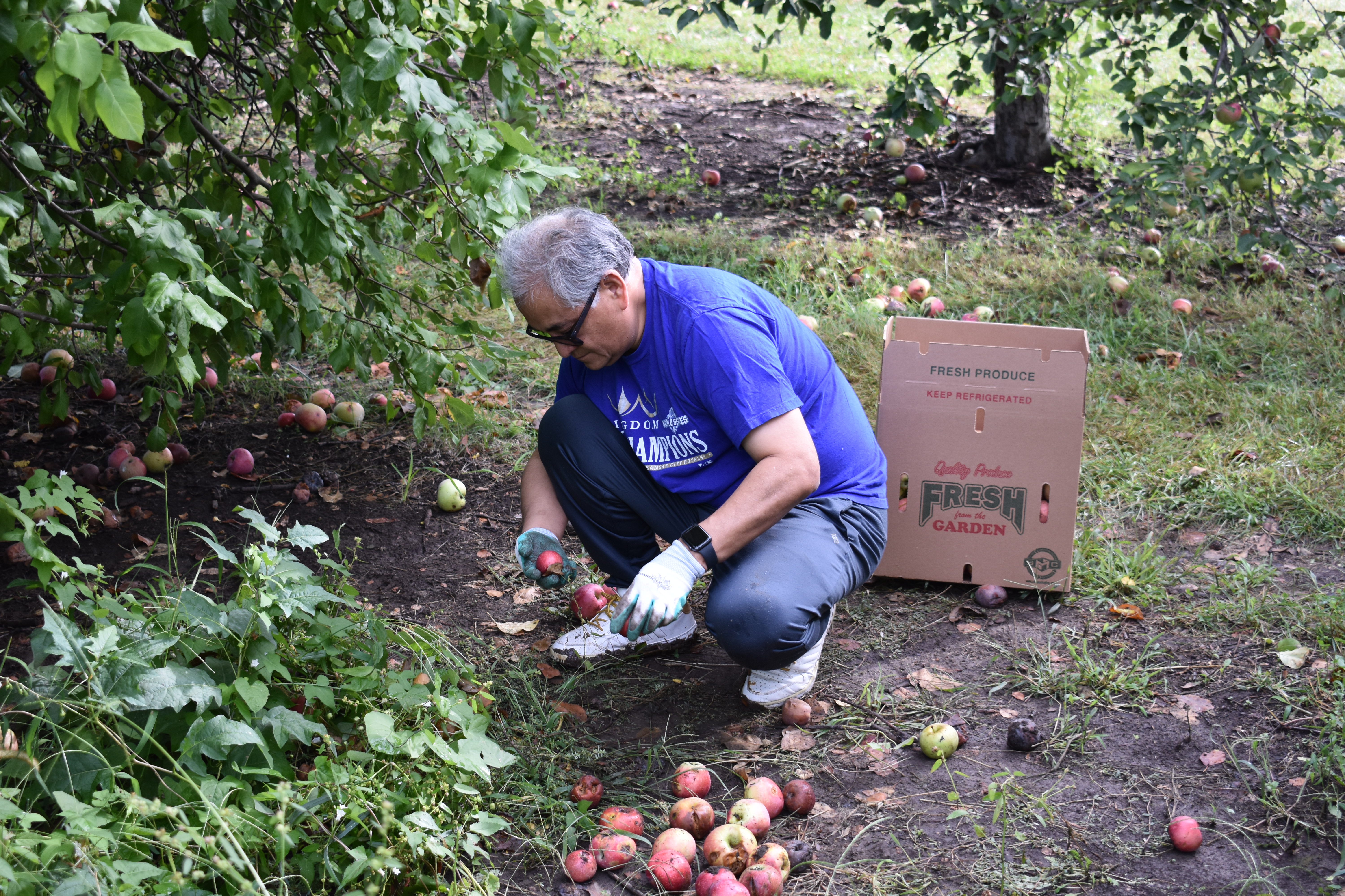 Andres picking up apples during an orchard gleaning event